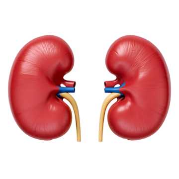 kidney